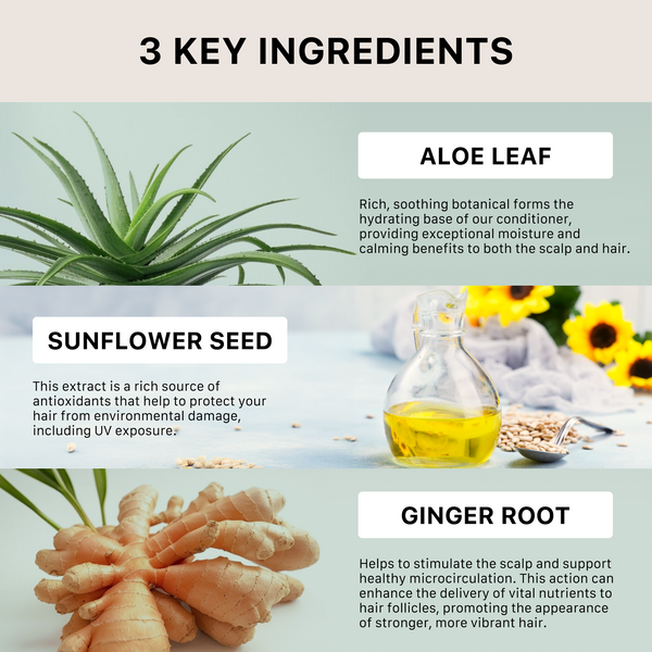 Three key ingredients for Renew conditioner product: aloe leaf, sunflower seed, and ginger root, with corresponding images and descriptions.
