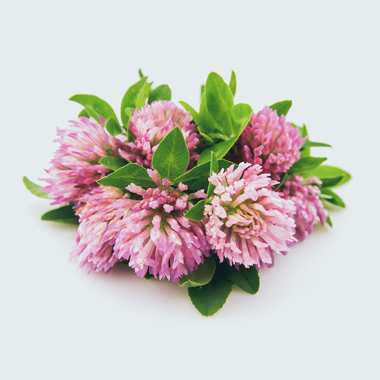 Red Clover Extract